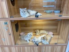 -猫十亿·布偶金渐层·曼基康矮脚猫舍(青年路店)
