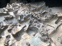 -自贡恐龙博物馆