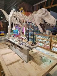 -卡通尼·Safari非洲探索乐园·生日会(金桥国际商业广场店)