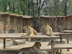 -北京野生动物园