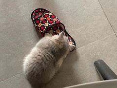 -babydoll猫舍·米努特·德文·缅因(久光中心店)