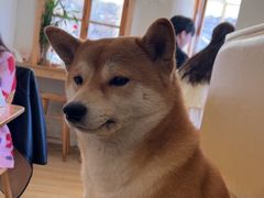 -柴の食堂·日式家庭料理·熊之肆(大学路店)