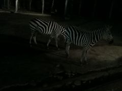 -清迈夜间动物园