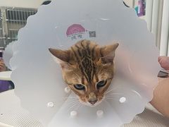 -北京观赏动物医院·24小时大型综合·猫专科·异宠专科
