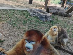 -大连森林动物园