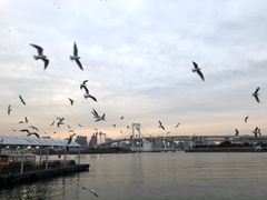 -台场海滨公园船码头