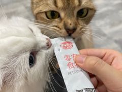 -楼上猫咖(罗湖店)