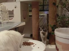 CIMG0043-Sirena海妖日咖夜酒