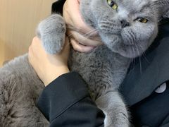 -喵园·猫主题咖啡厅·撸猫·猫咖(国贸店)