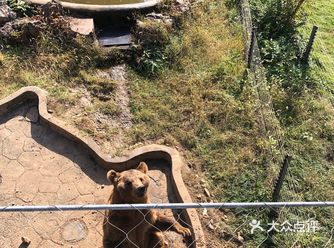 小盆友第一次来动物园 终于看到了心心念念的“阿熊拜拜