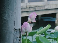 -长春北湖公园