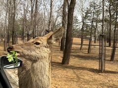 -秦皇岛野生动物园