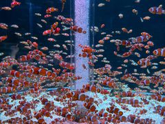 -海合安成都极地海洋公园