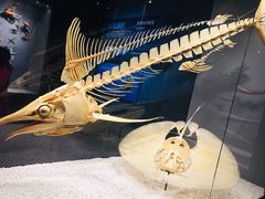 -贝林大翅鲸简餐厅(国家海洋博物馆店)