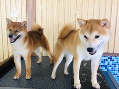 -柴源莊·柴小宠柴犬咖啡