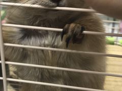 -钓仓鼠(洋桥北里小区店)
