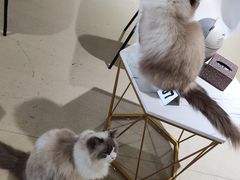 -藏猫猫咖啡主题馆(中央大道店)