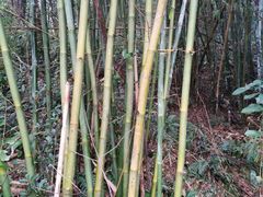 -广州白江湖森林公园