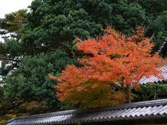 -奈良公园