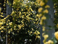 -上海辰山植物园