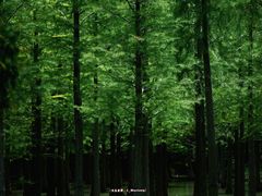 -泗洪洪泽湖湿地景区
