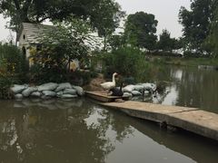 -鹅湖玫瑰文化园