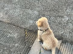 -瑞鹏宠物医院·骨外科·心肾科·肿瘤科(九亭店)