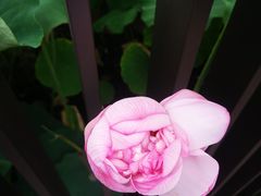 -陈家山荷花公园