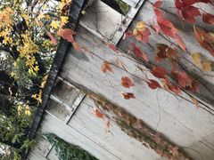 -三里屯东五街银杏大道