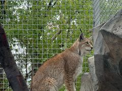 -青藏高原野生动物园