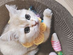 -欣宠猫屋·矮脚拿破仑·蓝金金渐层