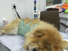 -达爱动物医院·犬猫分区·CT·复杂眼科(远洋山水分院)