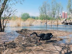 -永定河休闲森林公园