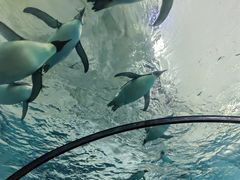 -珠海长隆海洋王国