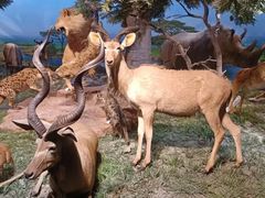 -国家自然博物馆