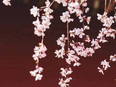 -桃花堤公园