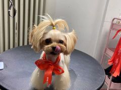 -宠物家(双井店)