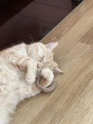 -齐伽生活馆·瑜伽·普拉提·阿育吠陀