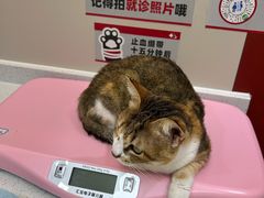 -御宝贝24h宠物医院·转诊中心·CT核磁血透中心(厦门总院)