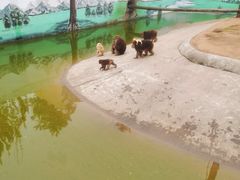 -西霞口神雕山野生动物世界