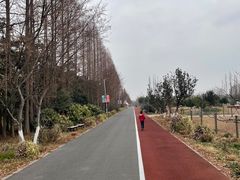 -上海长兴岛郊野公园