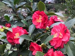 -深圳国际园林花卉博览园