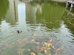 -团结湖公园