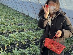-大自然农场蔬菜草莓采摘园