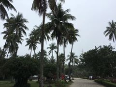 -东郊椰林