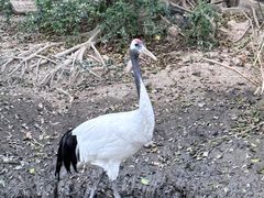 -广州长隆飞鸟乐园