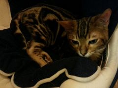 android_upload_pic-猫色咖啡·猫咖