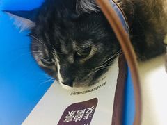 -瑞派宠物医院·24小时骨科·心脏·核磁(哈尔滨南岗店)