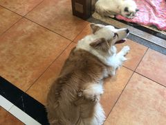 -more than meow吴止猫主题餐厅(承德 中船汇店)