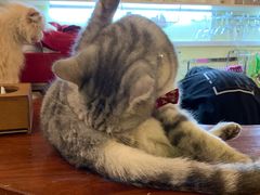 -猫色咖啡·猫咖